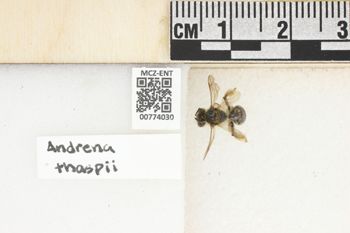 Media type: image;   Entomology 774030 Aspect: Labels